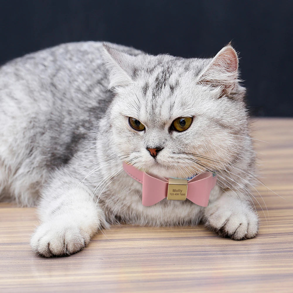 
Cat wearing a pink personalized collar with engraved name plate
