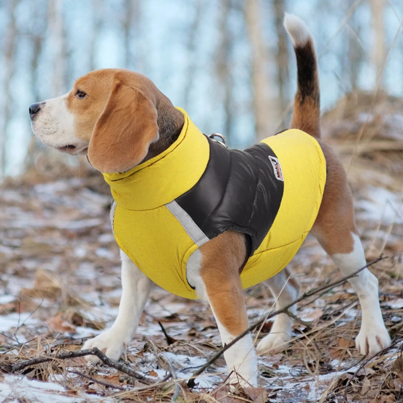 Small dog in warm waterproof winter coat
