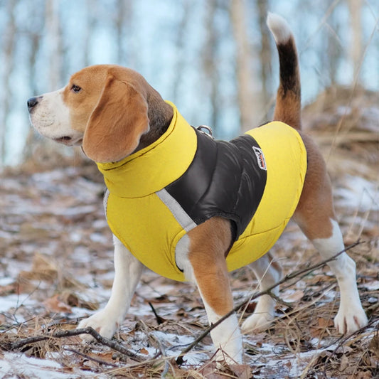 Small dog in warm waterproof winter coat
