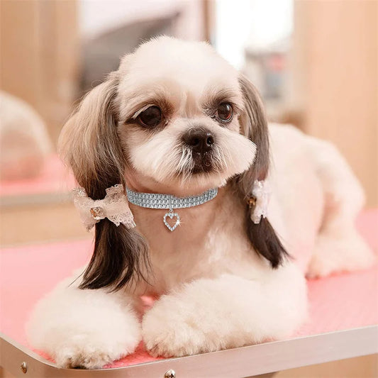 Small dog wearing rhinestone collar
