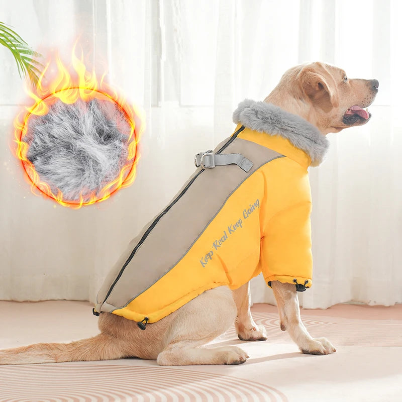 Golden retriever wearing fur collar waterproof winter jacket