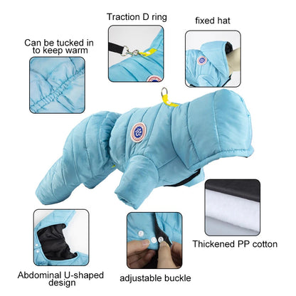 Chihuahua wearing waterproof hooded dog coat for winter walks