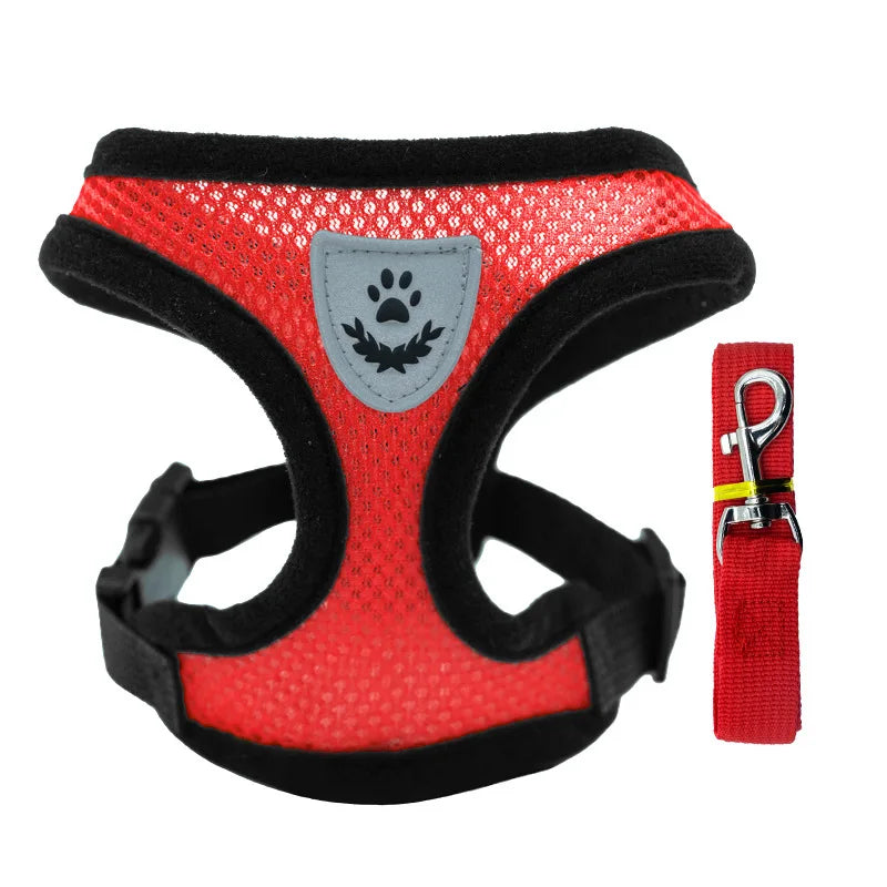 colorful harness with leash for cats and puppies