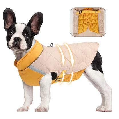 Bulldog wearing beige waterproof winter dog jacket