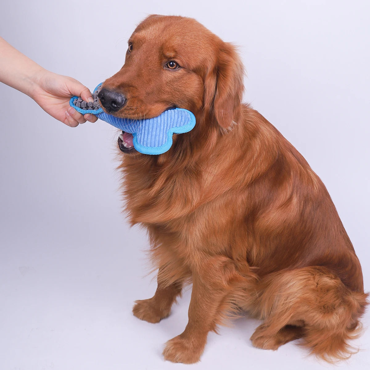 Colorful plush squeaky bone toy for small, medium, and large dogs