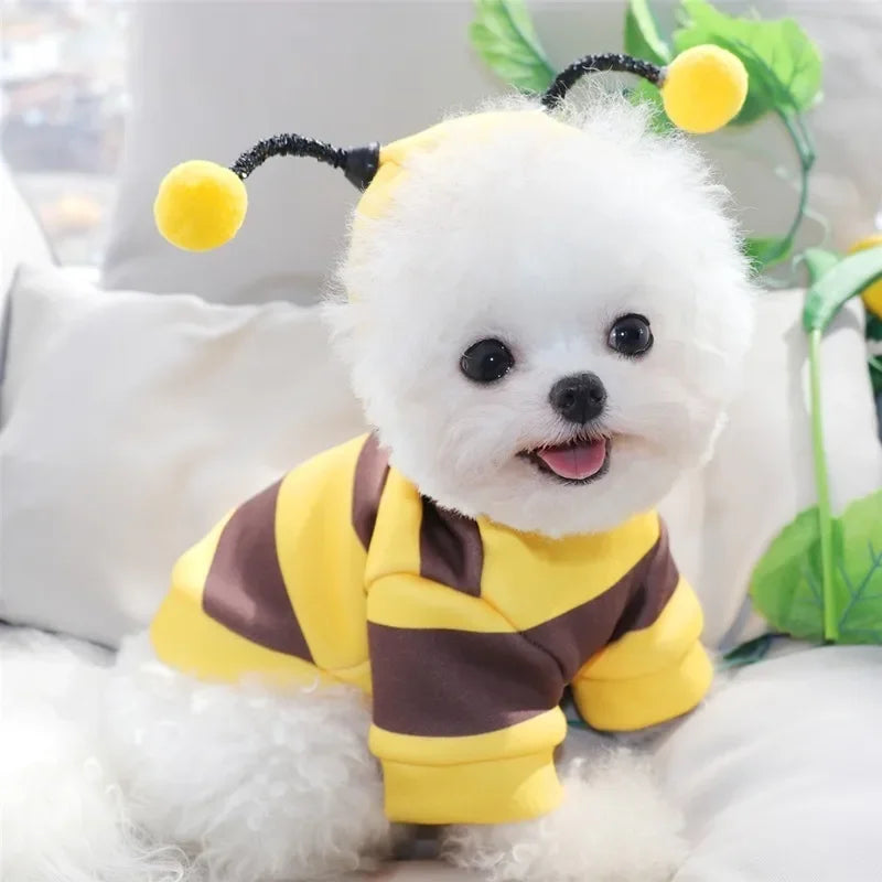 Small white dog in yellow and black striped hoodie – side view