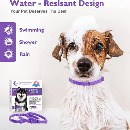 Purple adjustable anti-anxiety collar for cats