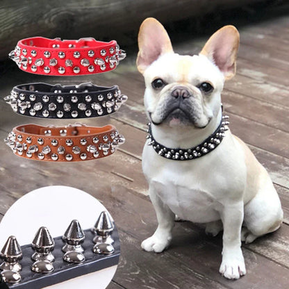 Bulldog wearing black spiked leather dog collar