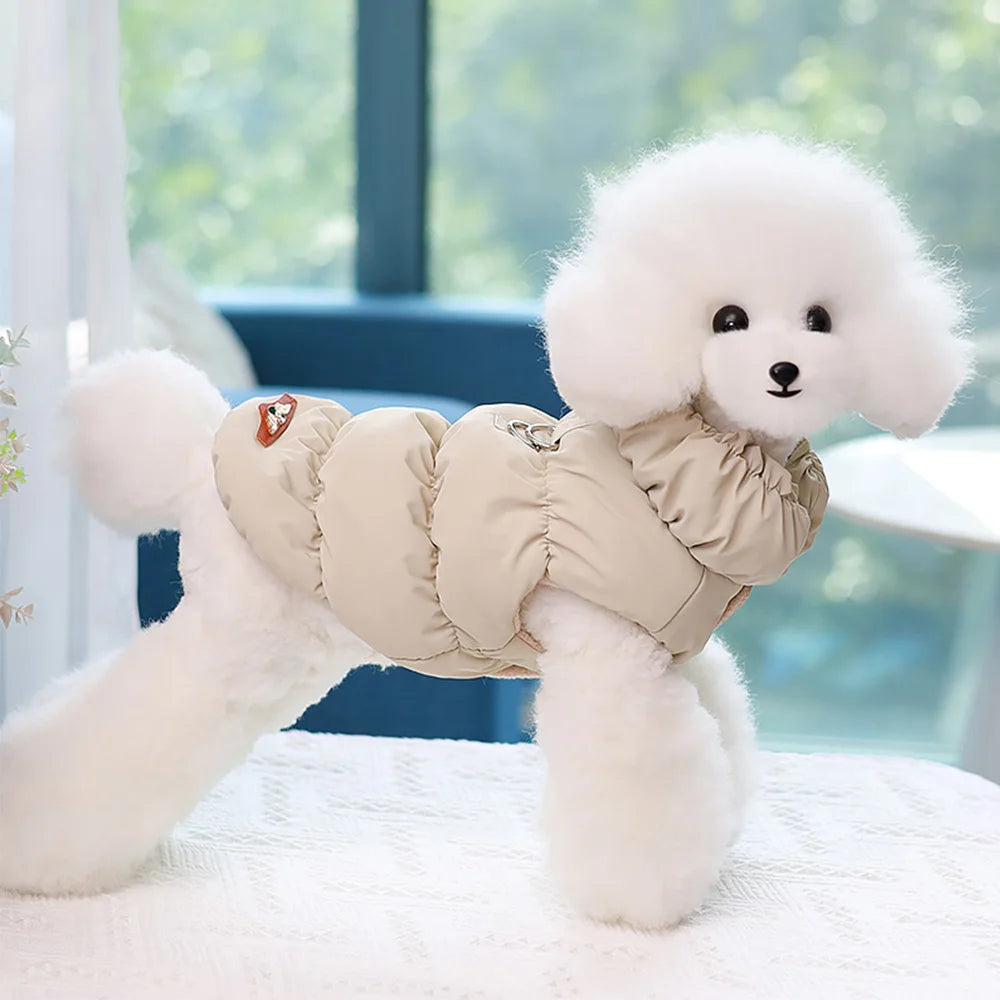 Small dog in padded winter jacket – warm and comfortable