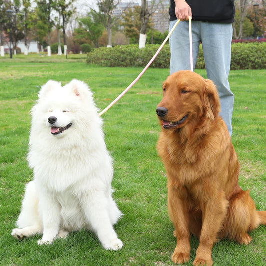 Small dog with stylish rainbow gradient nylon leash