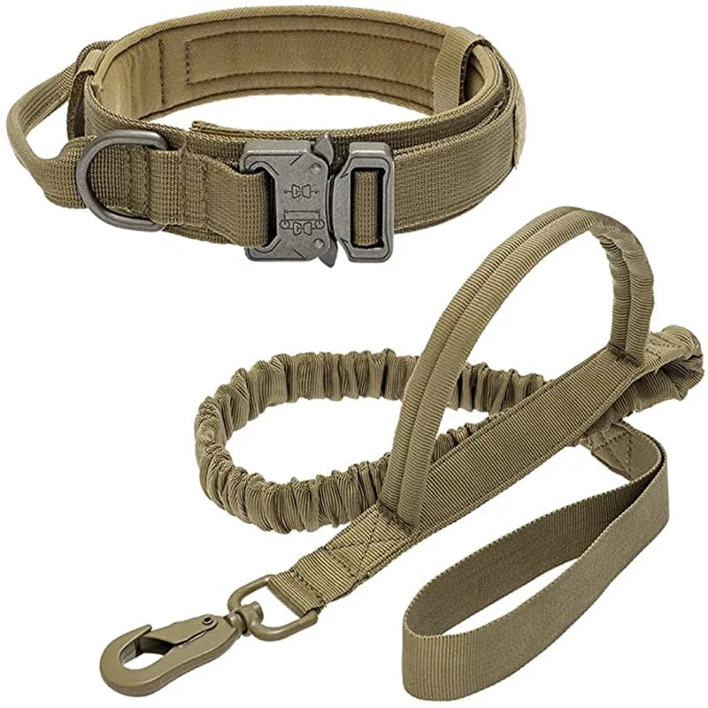 German Shepherd wearing military tactical dog collar