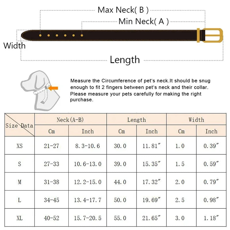 Cat wearing blue collar with decorative bandana