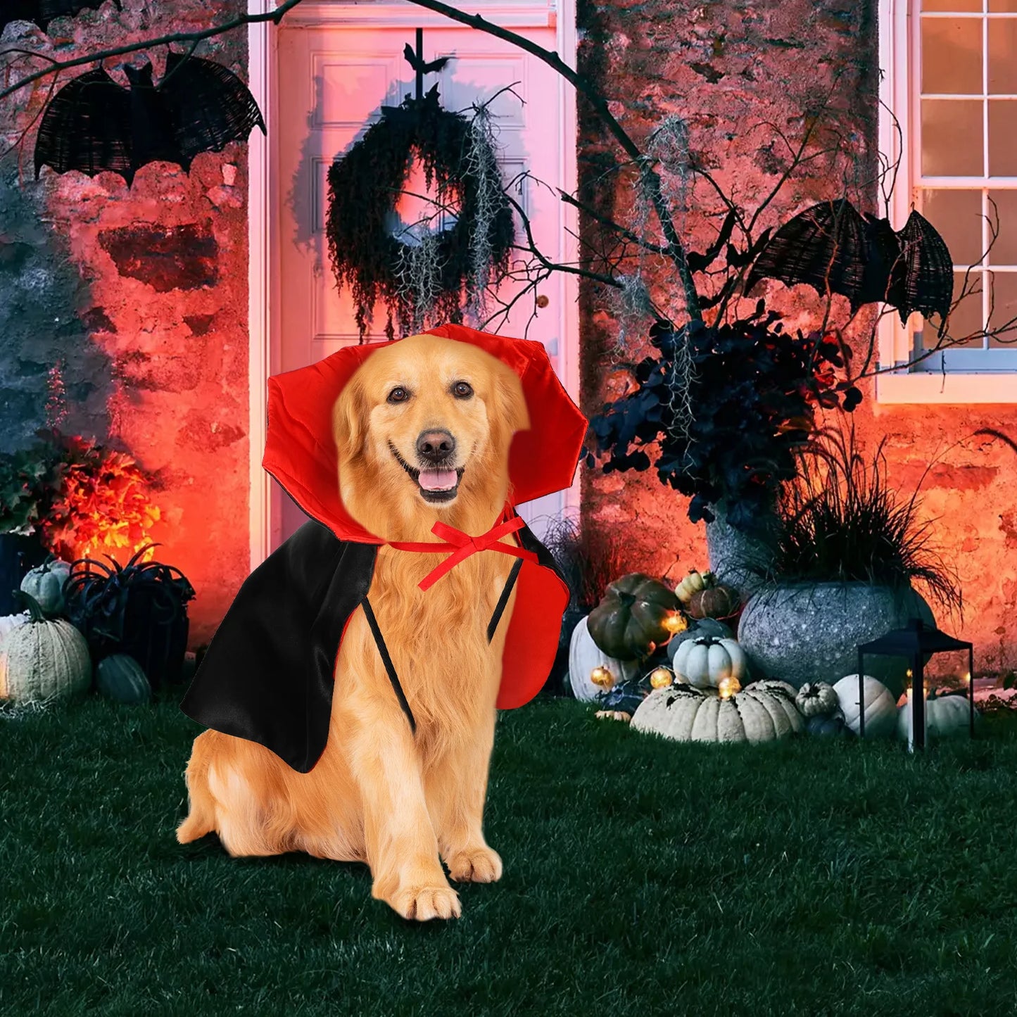 Dog dressed in black and red Halloween cloak
