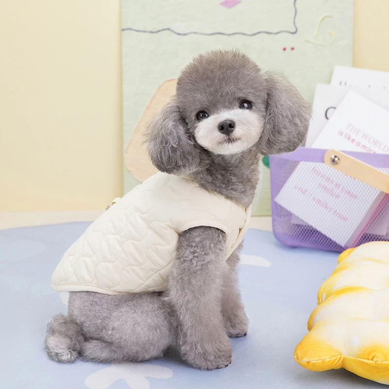 Pair of dogs in beige and grey vests – lifestyle photo