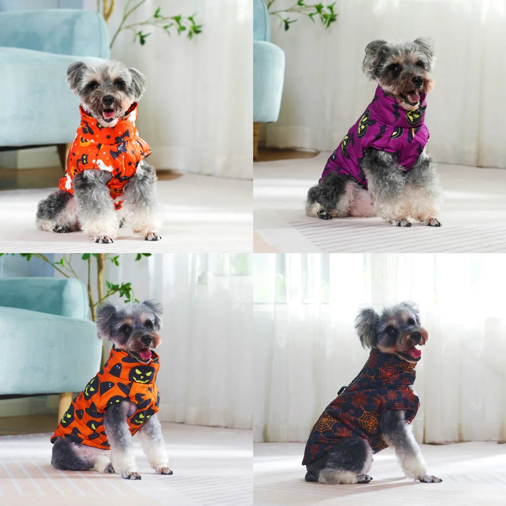 Cat in Halloween cosplay dog coat
