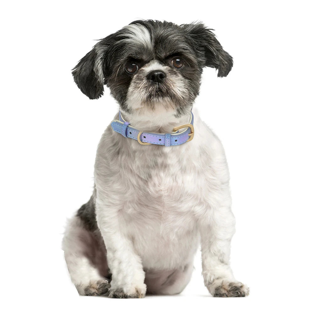 Cute puppy wearing personalized leather collar with ID tag