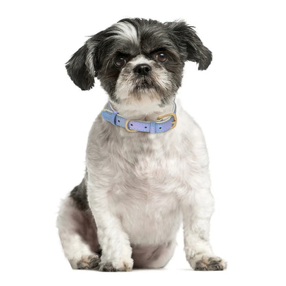 Cute puppy wearing personalized leather collar with ID tag