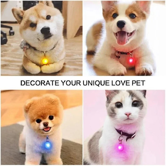 White dog with colorful LED safety lights on collar