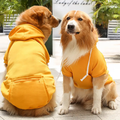 Two large dogs wearing colorful hoodies – lifestyle photo