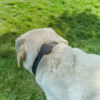 Dog wearing waterproof AirTag holder collar outdoors